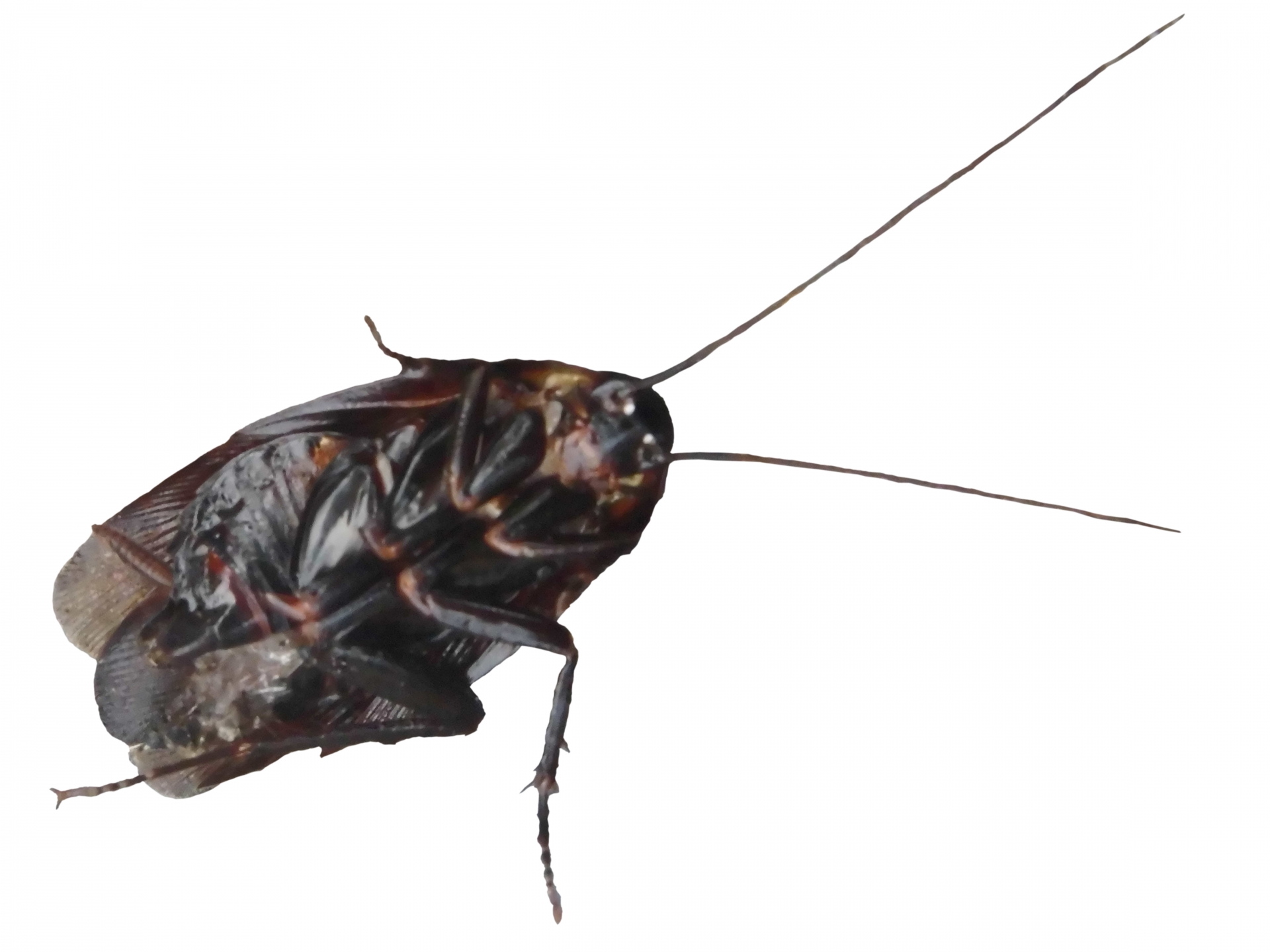 小さい虫を発見 茶色の虫の正体はシバンムシ 駆除と予防方法 フェミニバ